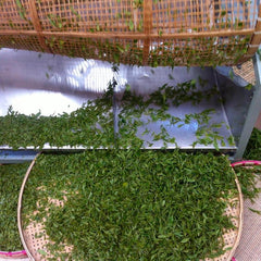 Tea leaves being sorted.