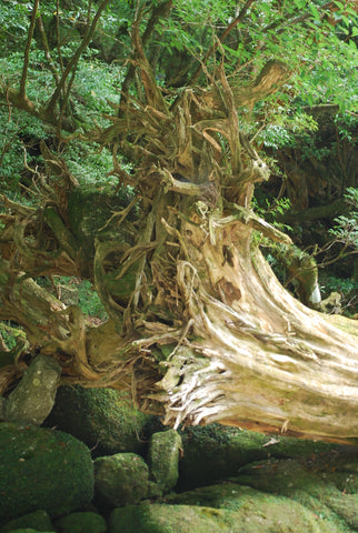 The Steepery Tea Co. - Watanabe tea garden Yakushima Island biosphere