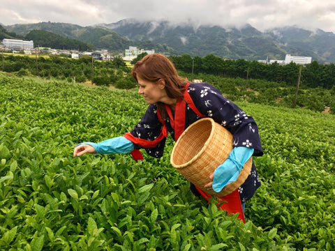 Tearista Sofie - Shizouka, Japan