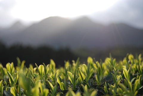 The Steepery Tea Co. - Watanabe tea garden Spring budding