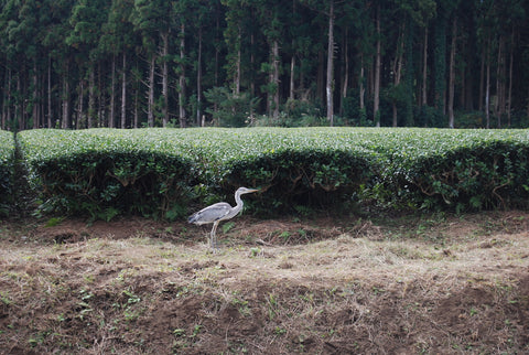 The Steepery Tea Co. - Watanabe family tea garden (soil condition)