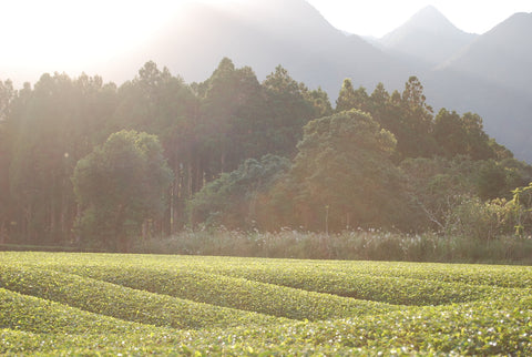 The Steepery Tea Co - Watanabe tea garden sunlight