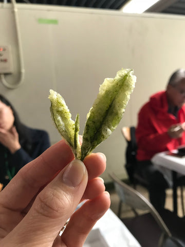 The Steepery Tea Co - 2018 Japan tea study tour eating tea leaves