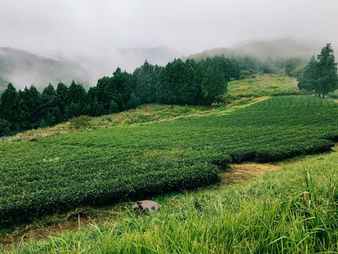 The Steepery Tea Co. - Tarui Tea Farm