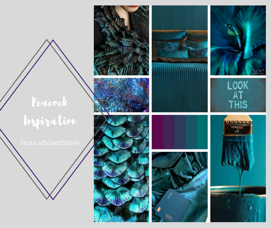 Super Shimmering Peacock Feather Colour Inspiration NoticeBoardStore