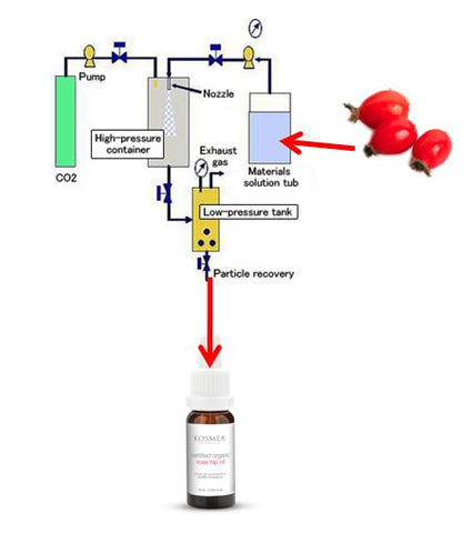 Supercritical Fluid Extraction Process for Kosmea Rose Hip Oil