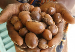 Shea nilotica