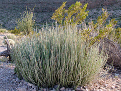 Candelilla struik