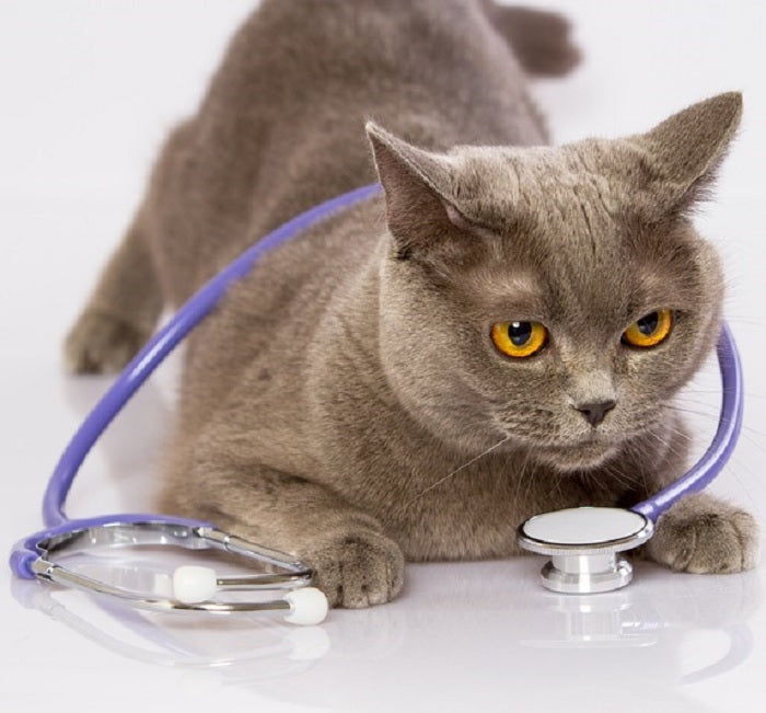 Healthy Cat Owners Need A Healthy Check Up