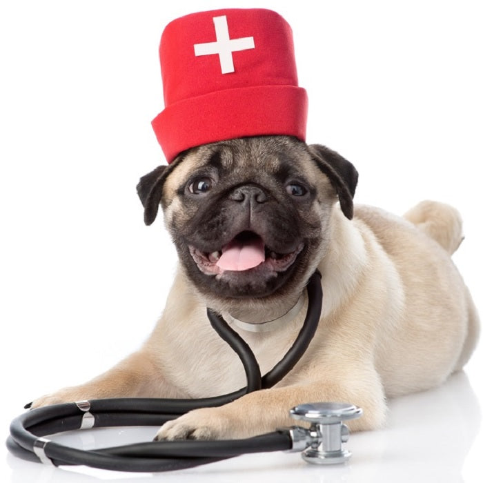 Health dog owners need to get a Health Check Up