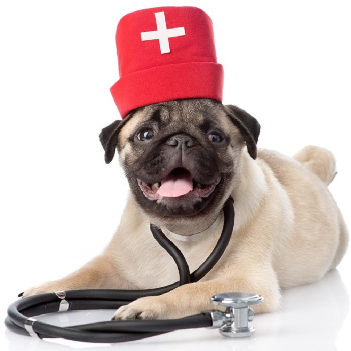 Dog Owner's Need To Get A Healthy Check Up Online Today