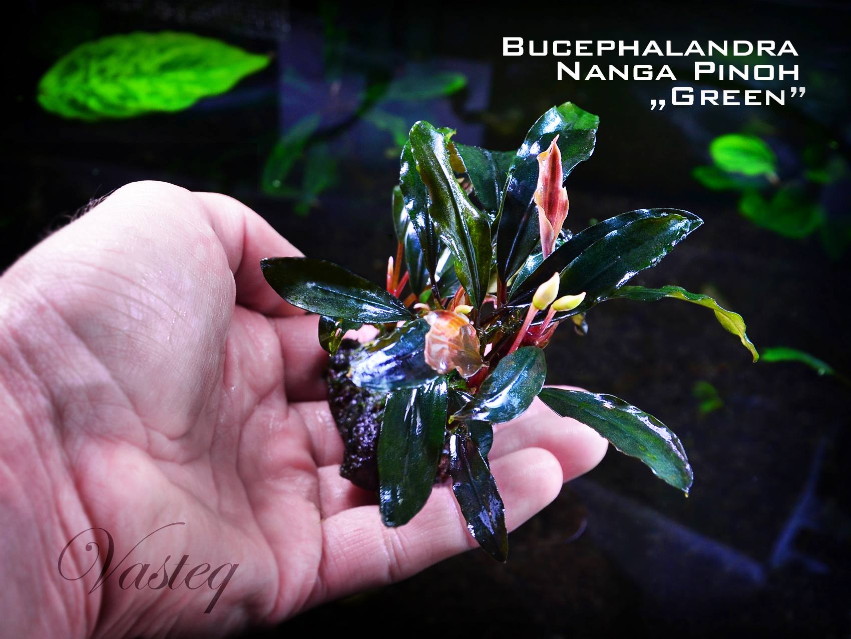 Bucephalandra plant