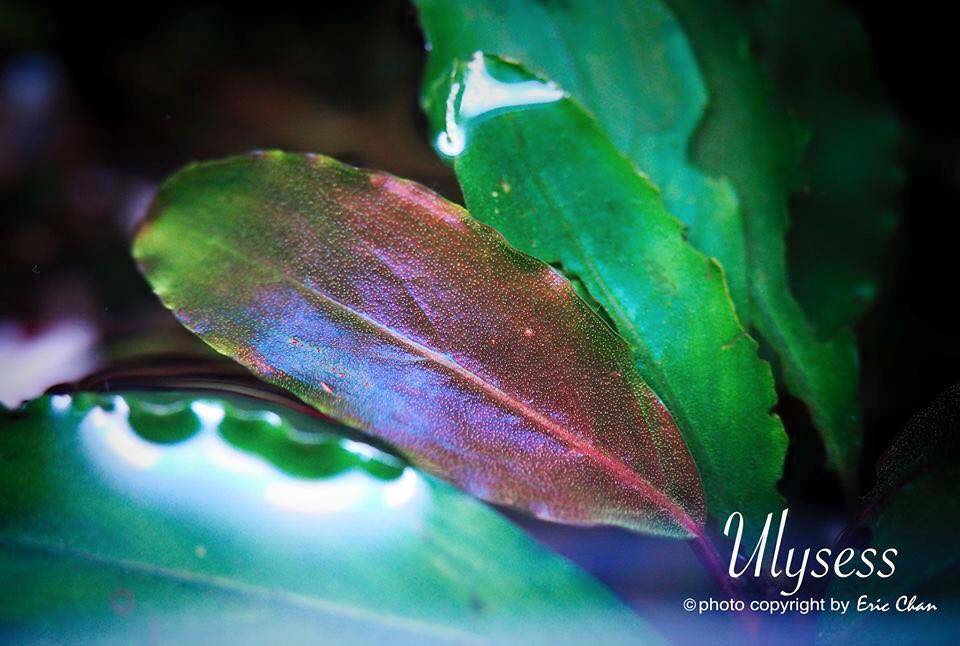 Bucephalandra Red