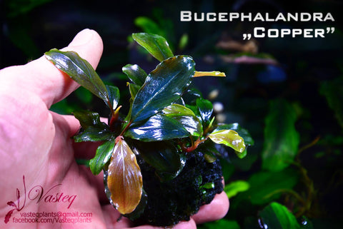 Bucephalandra aquarium