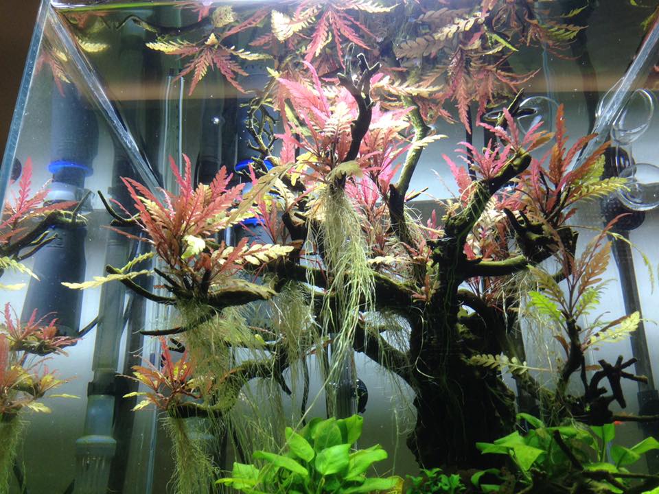 Aquarium Decoration