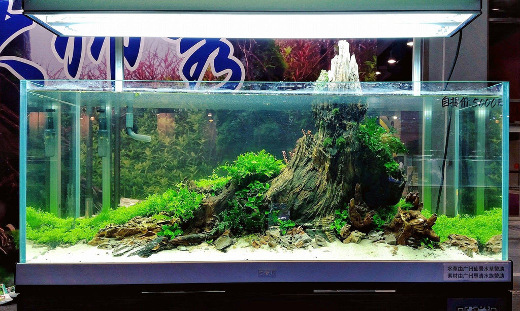 Aquarium design ideas