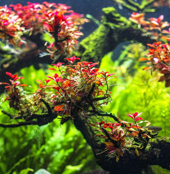 Ludwigia sp. 'super red mini' RARE