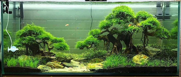 Masterpiece Bonsai Driftwood for Aquarium