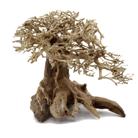 Bonsai Driftwood