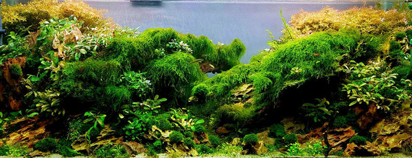 Weeping moss for aquarium