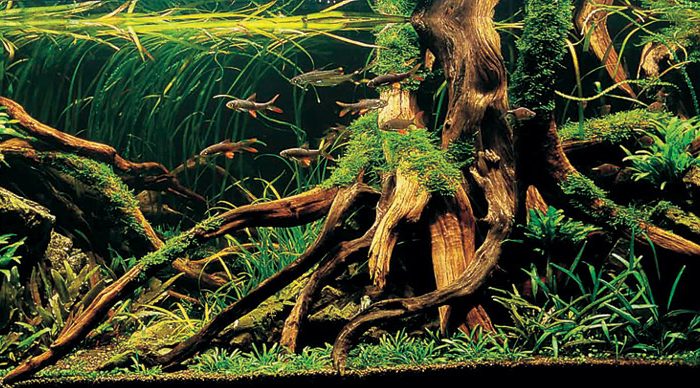 Azalea Roots Driftwood