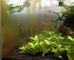 how to do aquarium algae control