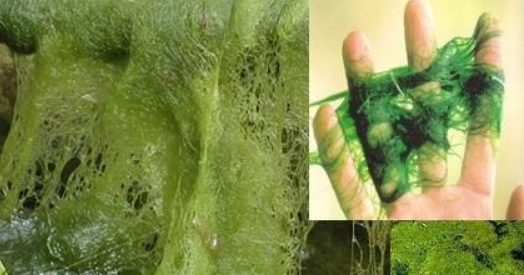 Cladophora and Blanket weedare branching, green filamentous algae