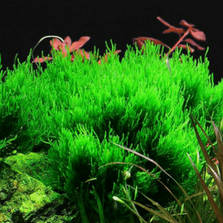 FLAME MOSS TAXIPHYLLUM SP.“FLAME”