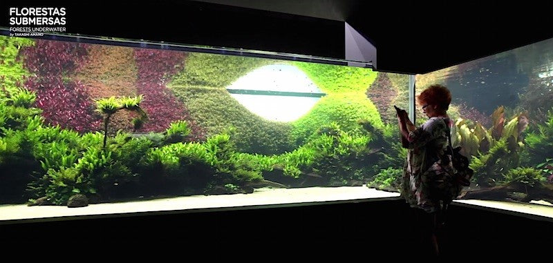 Key elements of success with aquascaping