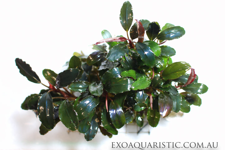 Bucephalandra