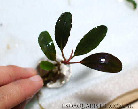 bucephalandra care Guide