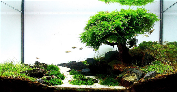 Bonsai Aquascape