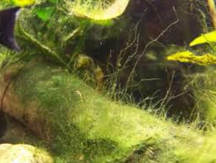 type of aquarium algae that can cause nuisance 