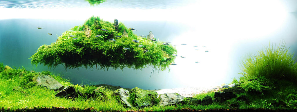 importance of Aquascaping