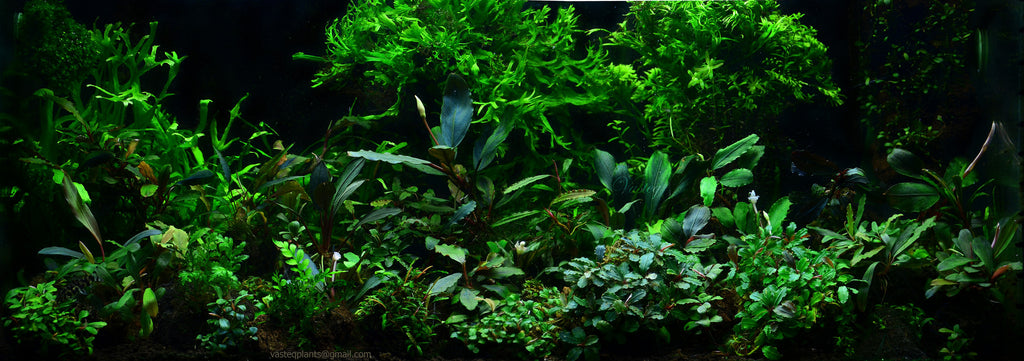 Aquarium Plants that clean water pollution