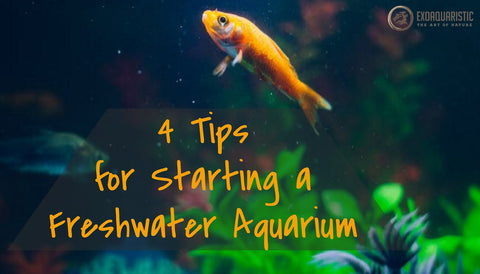 how to start a freshwater aquarium