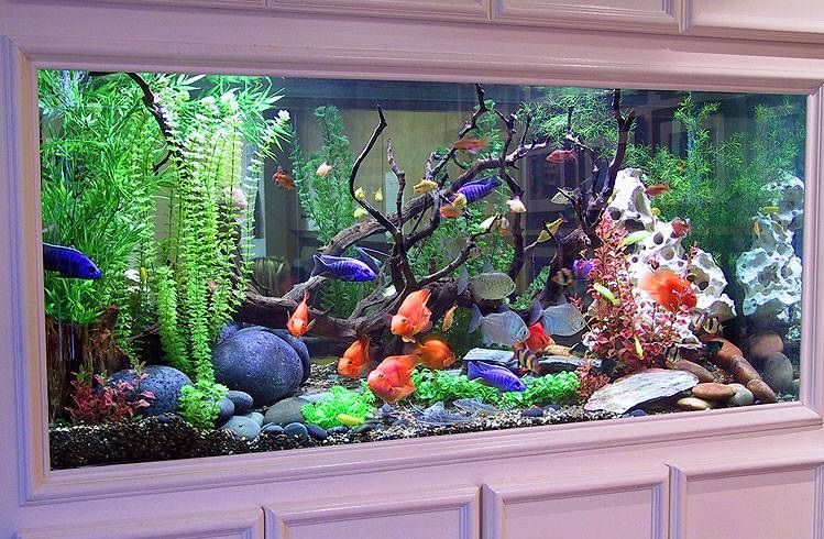 How to start an Aquarium Fish Tank - Aquarium Hobby Micro Shop