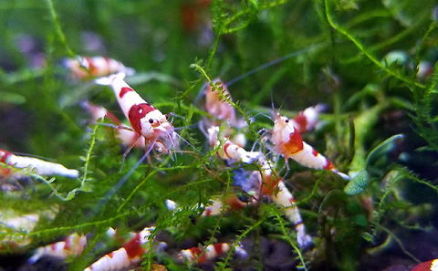 freshwater shrimp