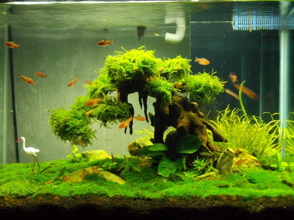 Aquarium Driftwood