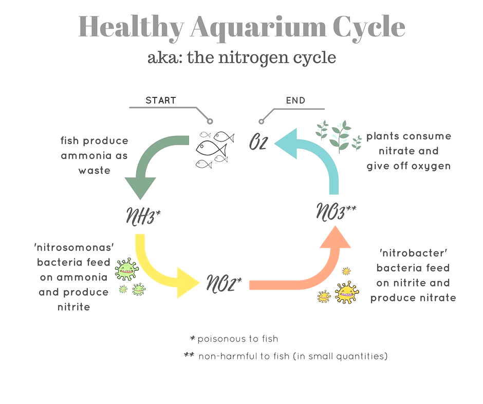 Healthy Aquarium Cycle