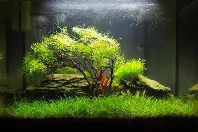 Aquarium Moss