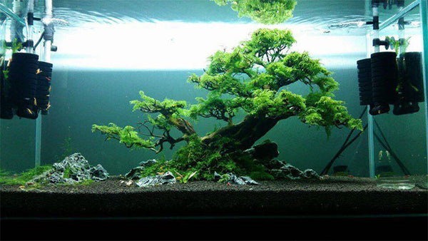 Masterpiece Bonsai Driftwood for Aquarium