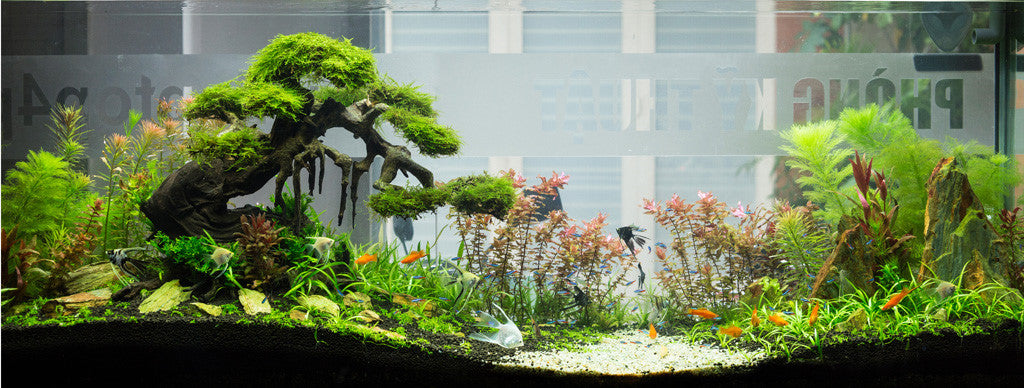 Aquarium plants that clean the water