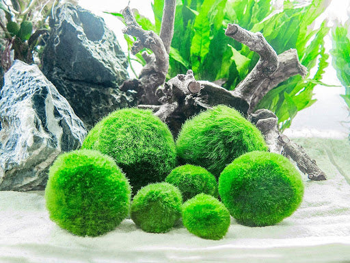 marimo moss balls