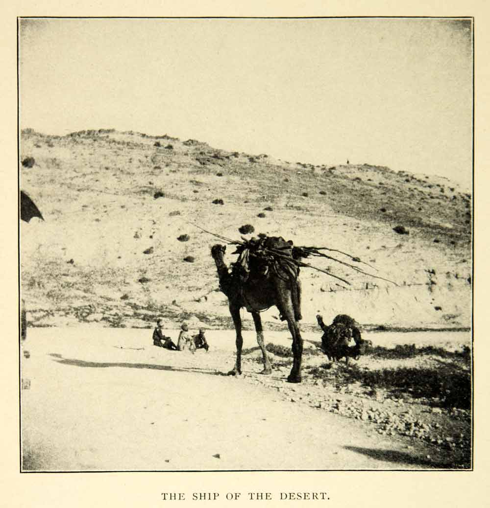 1903 Print Camel Ship Desert Animal Landscape Historic Travel Road Pat –  Period Paper Historic Art LLC