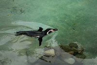 Penguin-Dublin Zoo