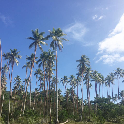 coconutplantations