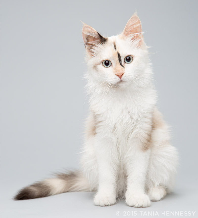 Dovepaw of Frostclan | ado Fluffy_cat_Picasso_markings__2015_Tania_Hennessy_cat_and_kitten_photography