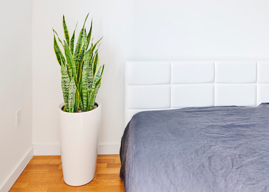 snake plant perfect for bedroom