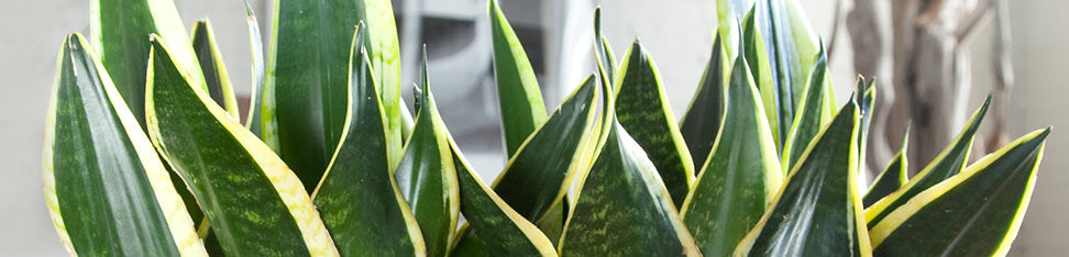 Snake Plants Delivery - My City Plants